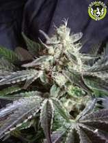 Bild von Black Jack