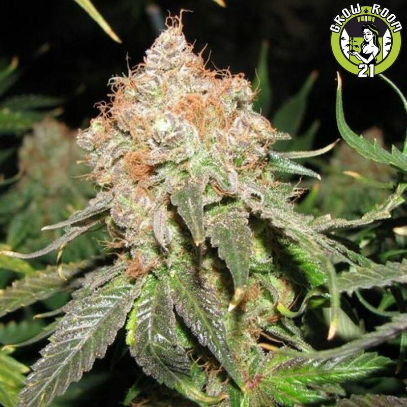 Bild von Jack Herer Auto