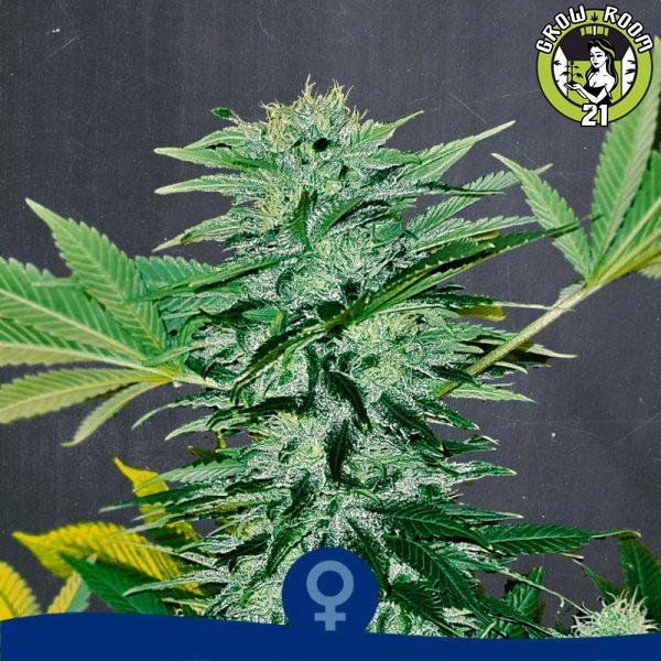 Bild von Black N´Roses