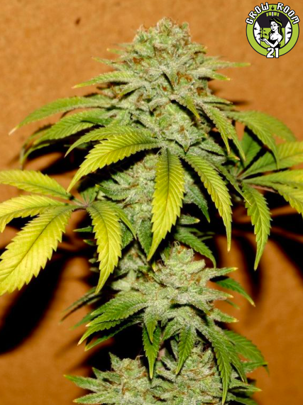 Bild von Blackberry Sugarcane