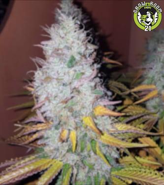 Bild von Gorilla Zkittlez
