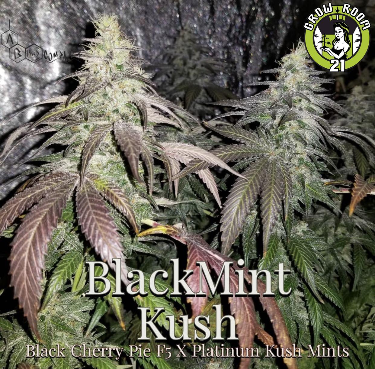 Bild von Blackmint Kush