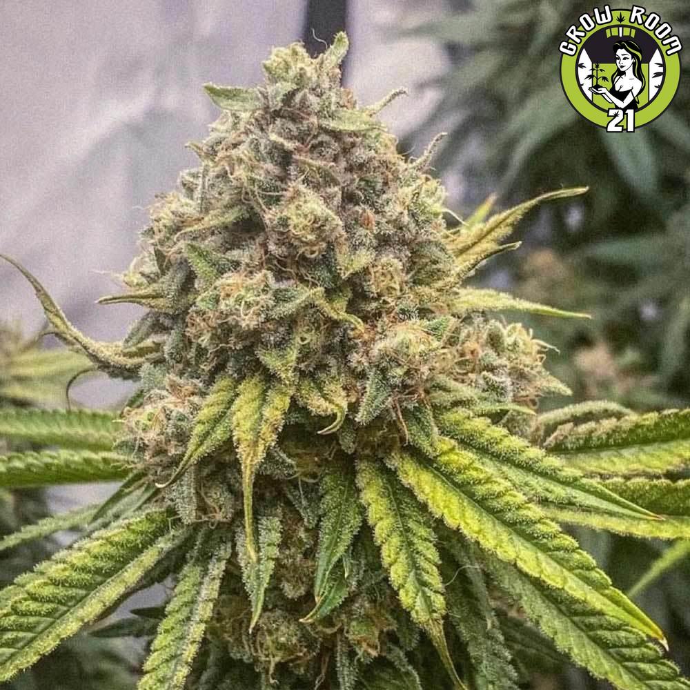 Bild von Blue Kachina