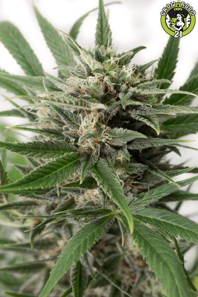 Bild von Blue Amnesia XXL Autoflowering