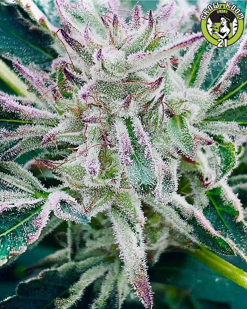 Bild von Blueberry Kush Cake