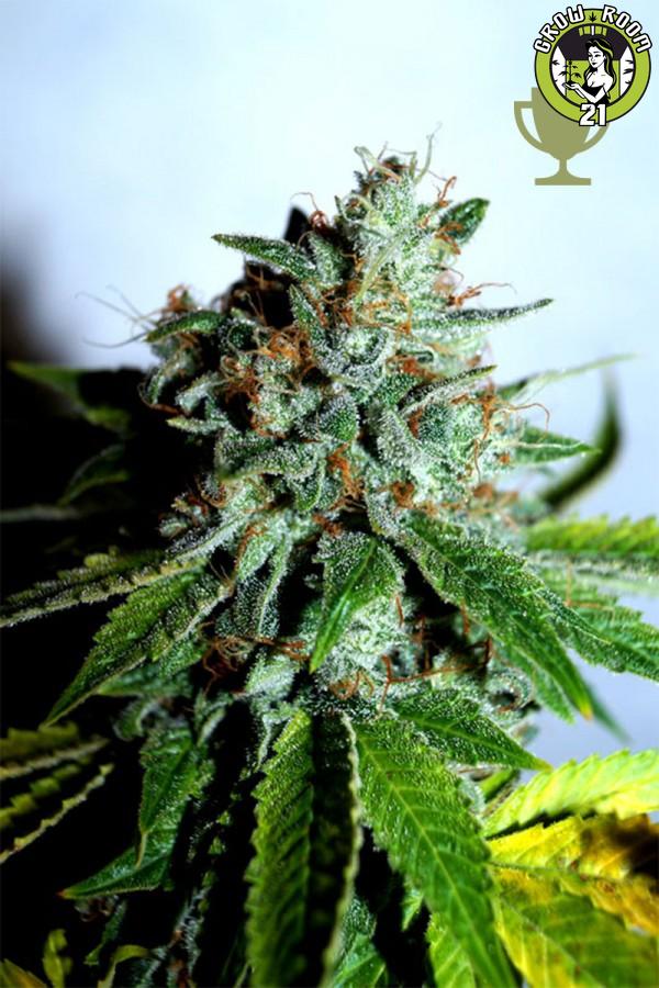 Bild von White Cheese