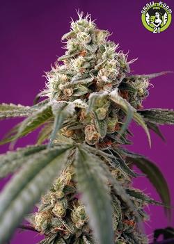 Bild von Bruce Banner Auto