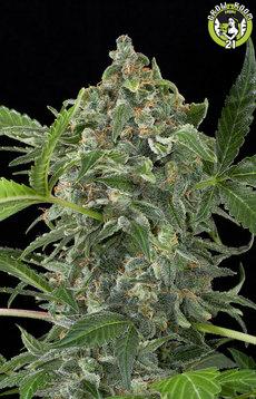 Bild von White Cheese Autoflowering