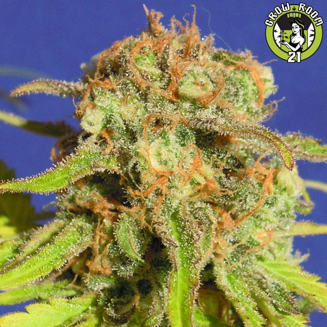 Bild von Bruce Banner 3 Auto