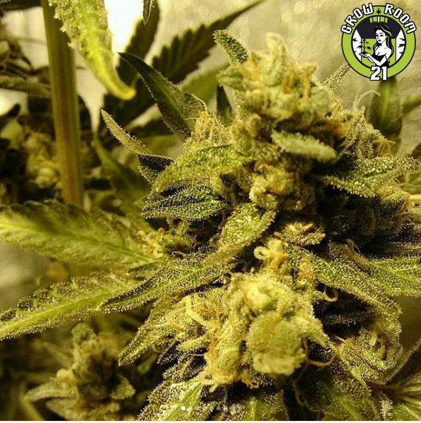 Bild von Bruce Banner 3 X Girl Scout Cookie