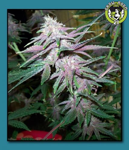 Bild von Buckeye Purple
