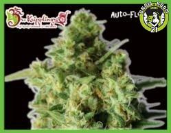 Bild von Bulk Smash Auto