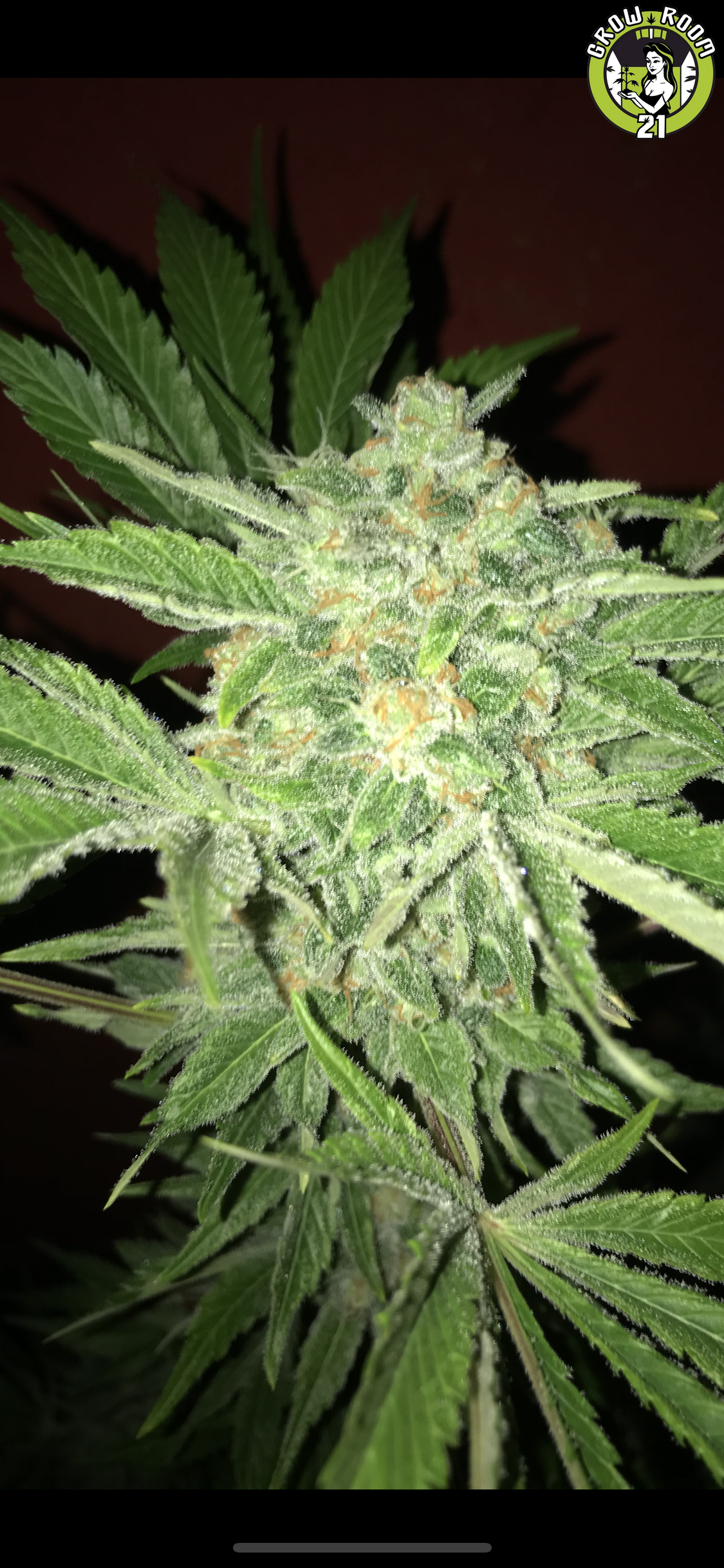 Bild von White Cherry Kush