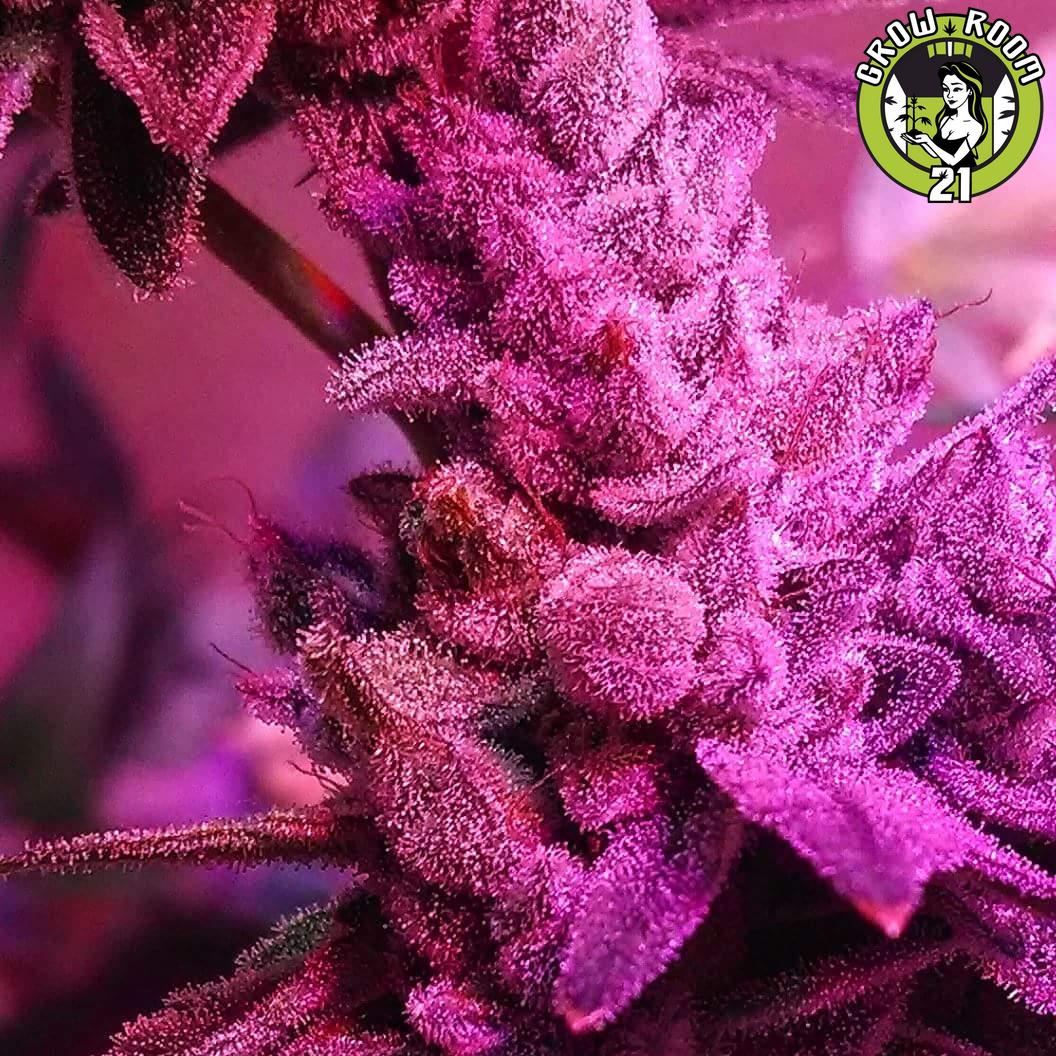Bild von Chem Valley Bubble Funk