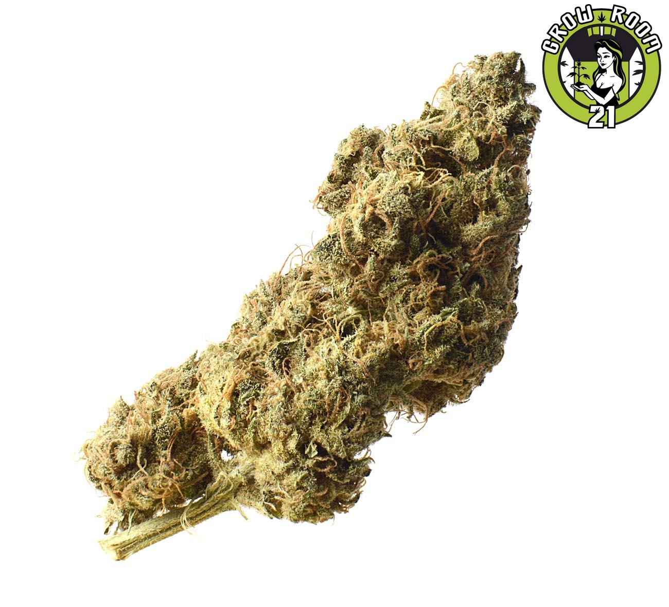 Bild von White Choco Haze