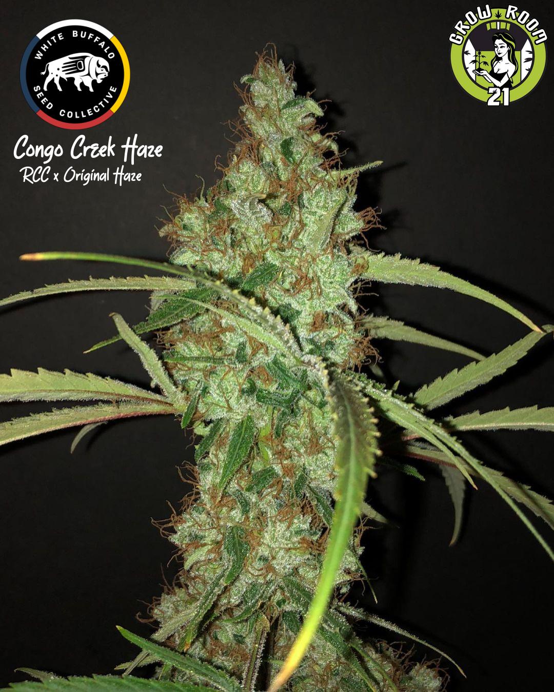 Bild von Congo Creek Haze