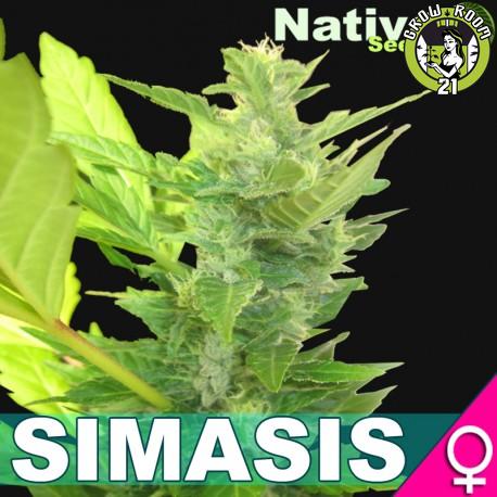 Bild von Simasis