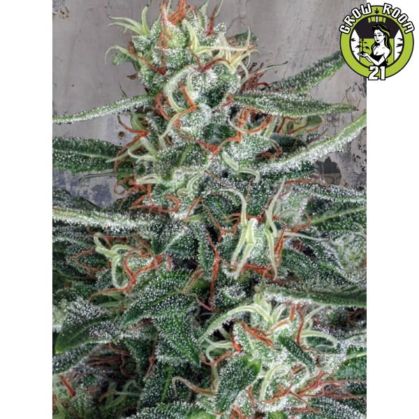 Bild von Crystal Cloud