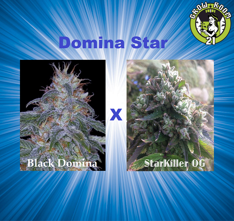 Bild von Domina Star