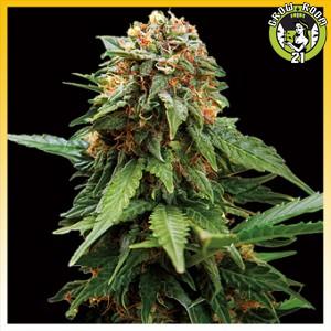 Bild von Tangerine Dream
