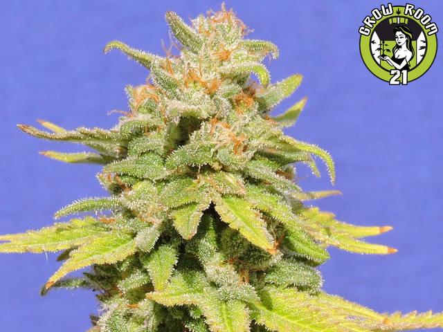 Bild von White Crystal Meth Auto