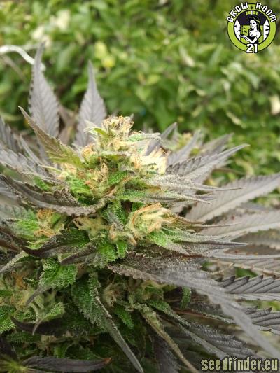 Bild von Super Silver Sour Diesel Haze