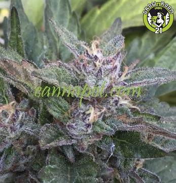 Bild von Grandaddy OG