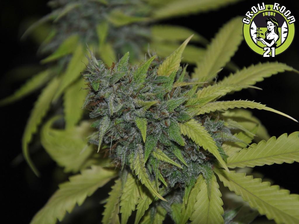 Bild von Granddaddy Confidential
