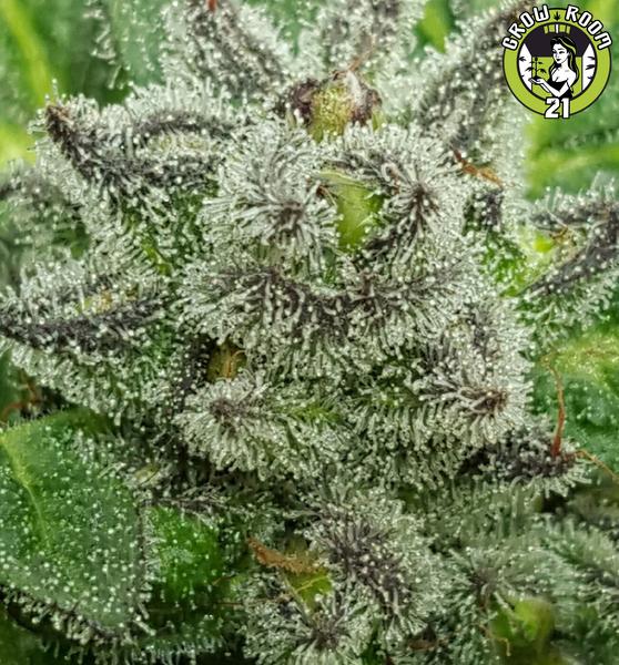 Bild von Grape Ape Cookies