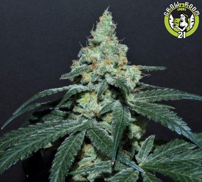 Bild von Grape Snow Cone