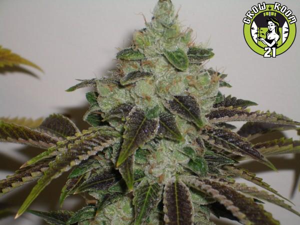 Bild von Jet-Fuel G6