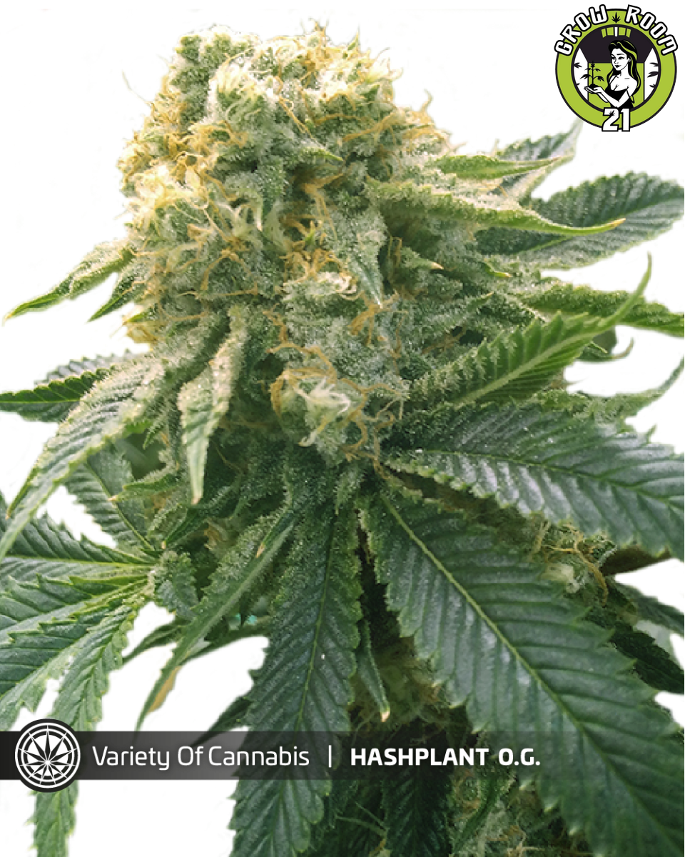 Bild von Hashplant OG