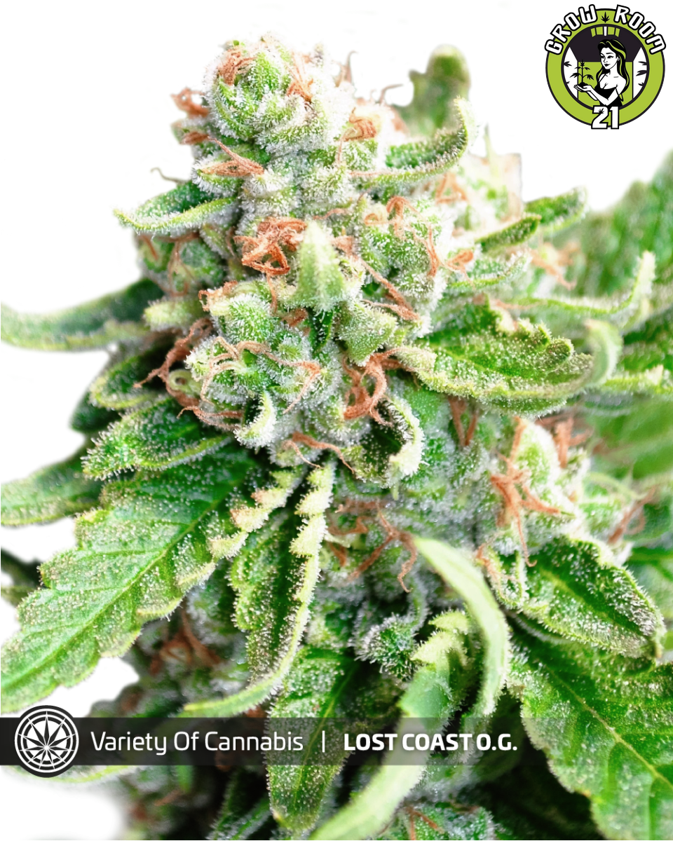 Bild von Lost Coast OG