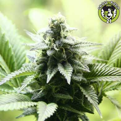Bild von Indica Cream