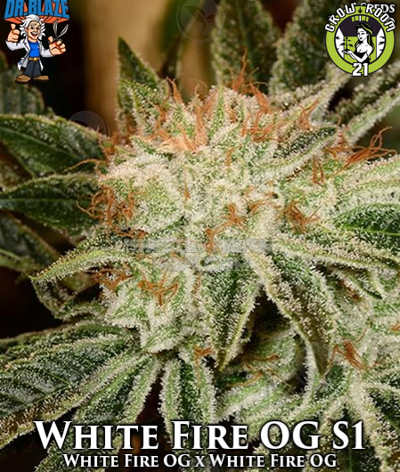 Bild von White Fire OG