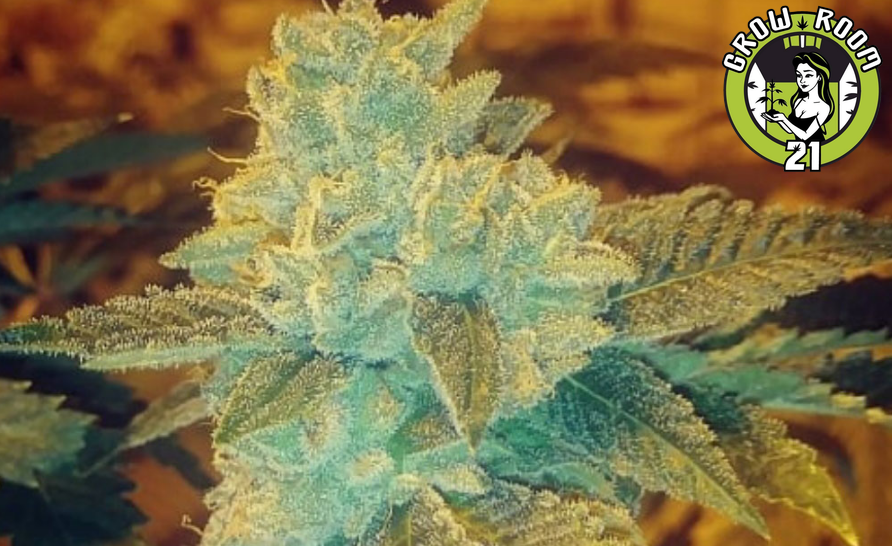 Bild von 707 OG Kush