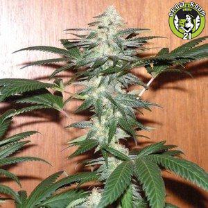 Bild von Legion Cookies