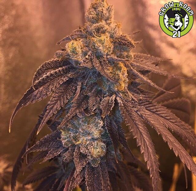 Bild von GlitchiforDoG