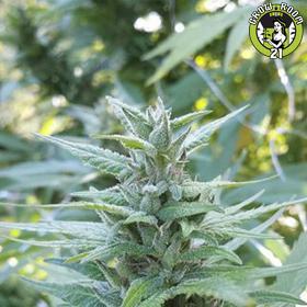 Bild von Malana x Crombie Kush
