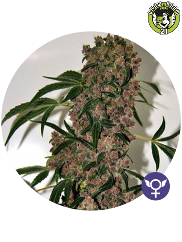 Bild von Girl Scout Cookies XTRM