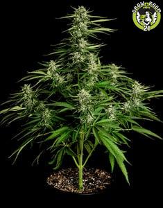 Bild von Seeds Medusa