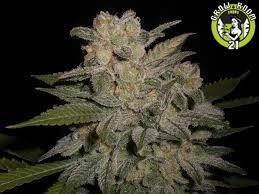 Bild von NL5 x Big Bud1 Auto