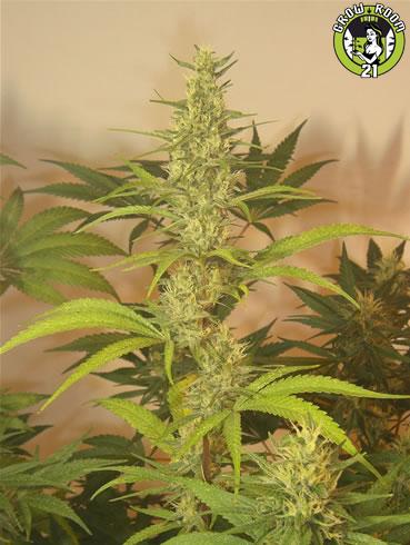 Bild von Grapefruit Haze