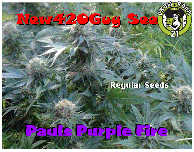 Bild von Pauls Purple Fire