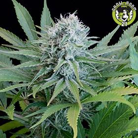 Bild von Peach Purée CBD