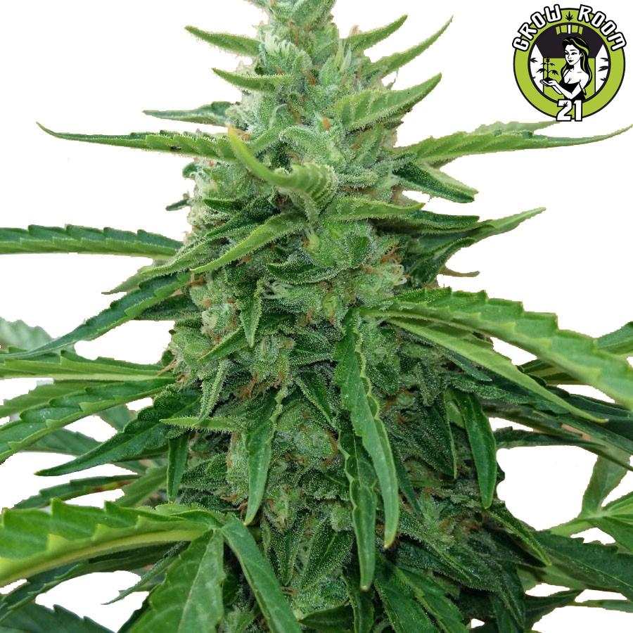 Bild von Piensa En Northern Light Auto