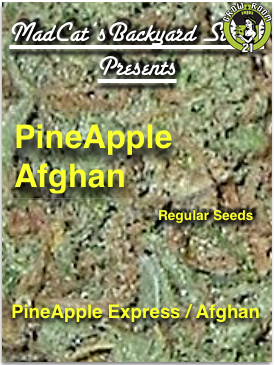 Bild von Pineapple Afghan
