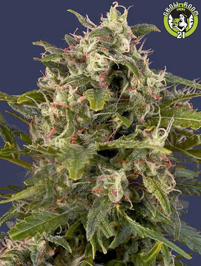 Bild von Pineapple Express Auto