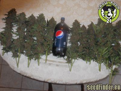 Bild von Grand Daddy Purple