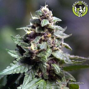 Bild von Vintners Moonshine